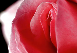 flor vermelha ilustra plástica de ninfoplastia