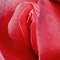 foto de flor vermelha ilustra procedimento de ninfoplastia